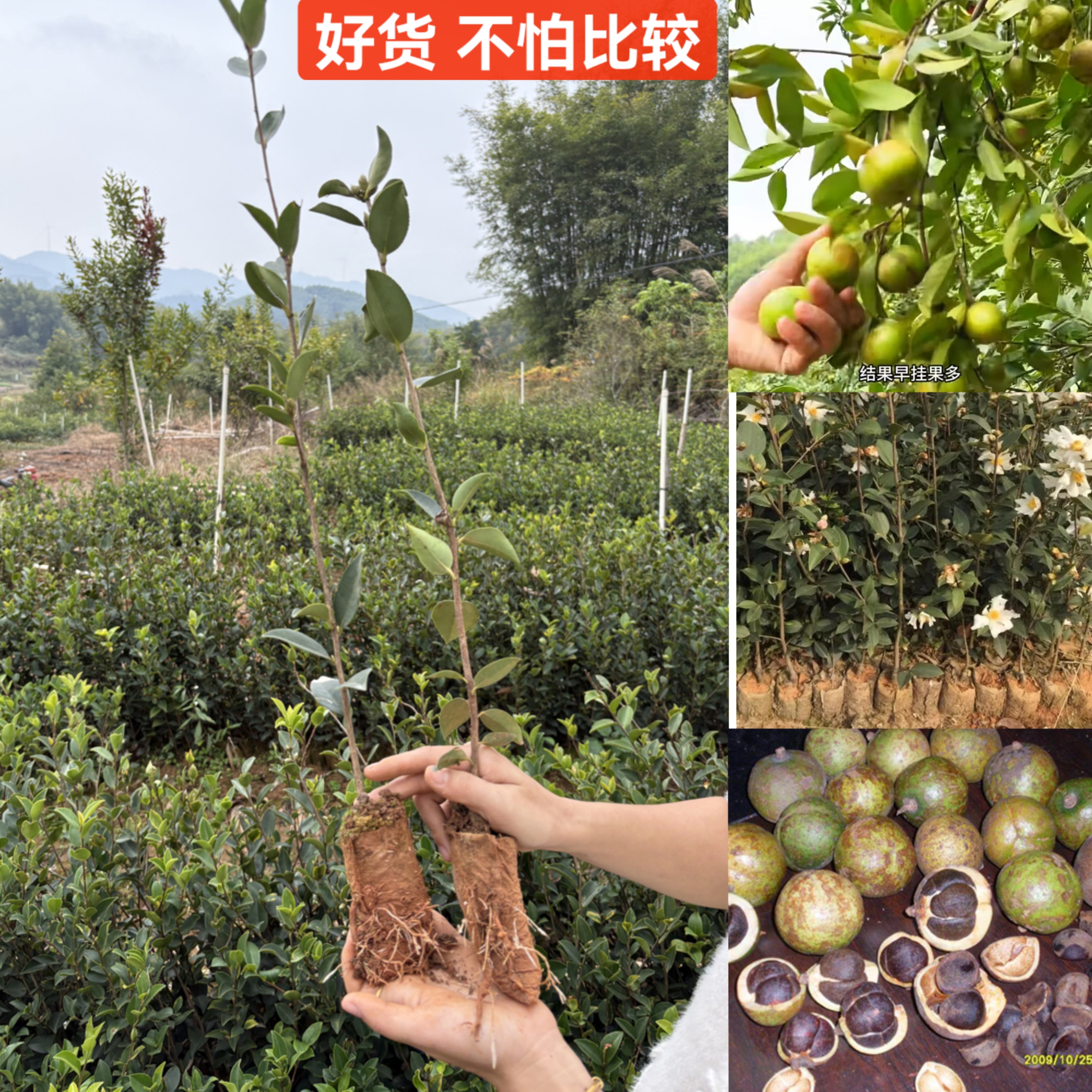 广西高产岑软3号24号油茶苗嫁接苗岑溪软枝杯袋苗山茶籽树苗白花