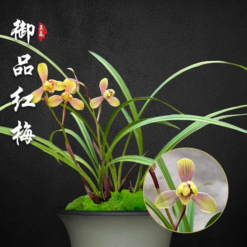 御品红梅兰花苗盆栽四季兰草名贵浓香型花苞建兰室内好养花卉绿植