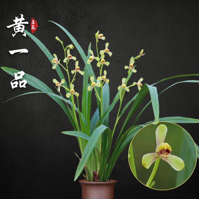 黄一品 兰花苗盆栽四季兰草名贵浓香型花苞建兰好养室内花卉绿植