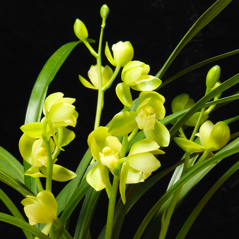 洛阳素荷 兰花盆栽四季兰草名贵浓香花苞室内阳台建兰花卉绿植