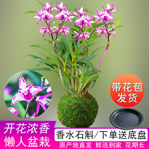 澳洲香水紫蝶石斛兰室内带花苞