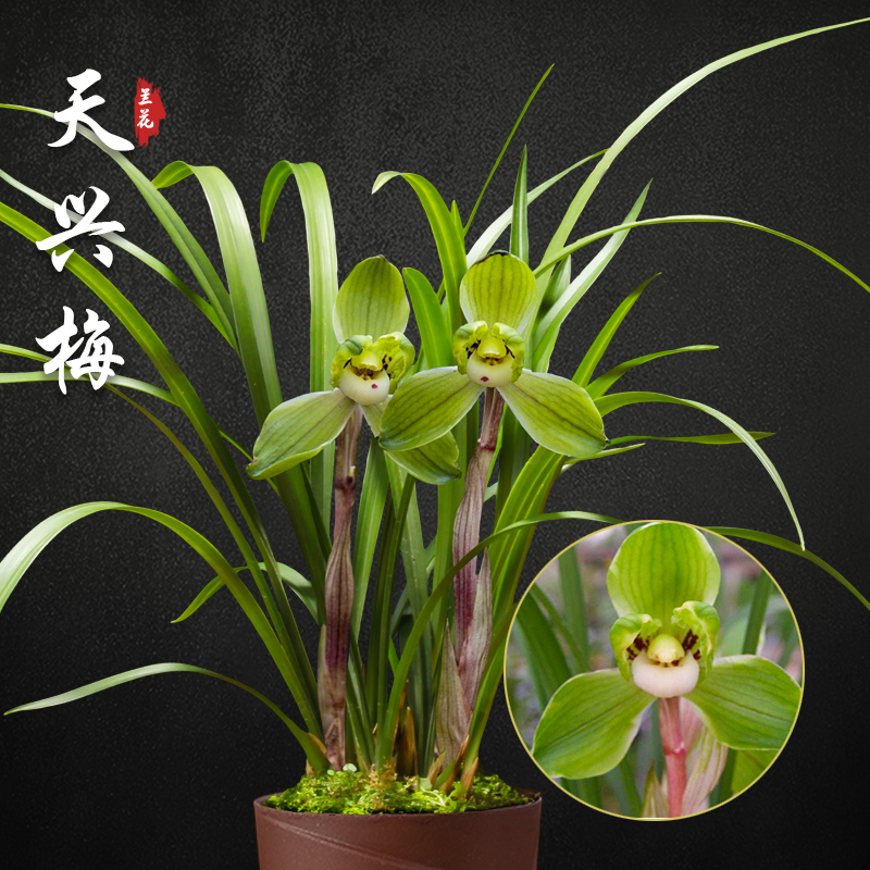 天兴梅春兰兰花苗盆栽兰草名贵浓香花苞室内阳台好养花卉绿植盆栽