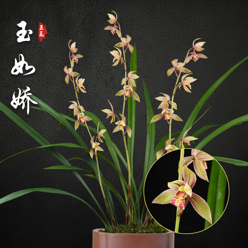 玉如娇 兰花盆栽建兰四季兰草名贵浓香花苞室内好养花卉绿植盆栽