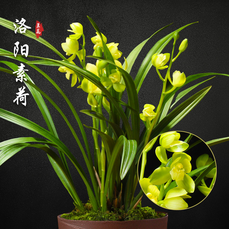 洛阳素荷 兰花盆栽四季兰草名贵浓香花苞室内阳台建兰花卉绿植