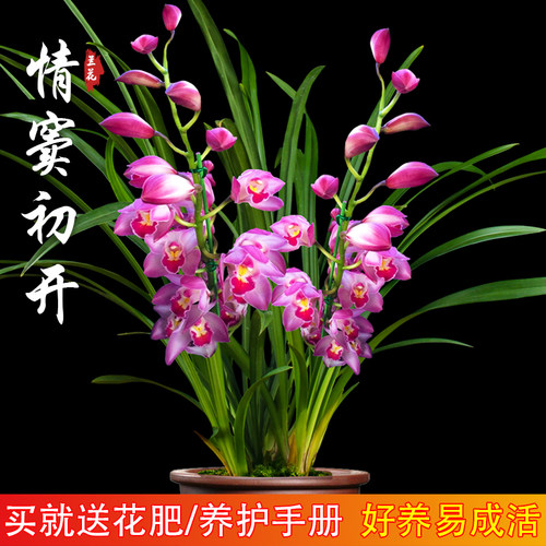 兰花好养易成活情窦初开