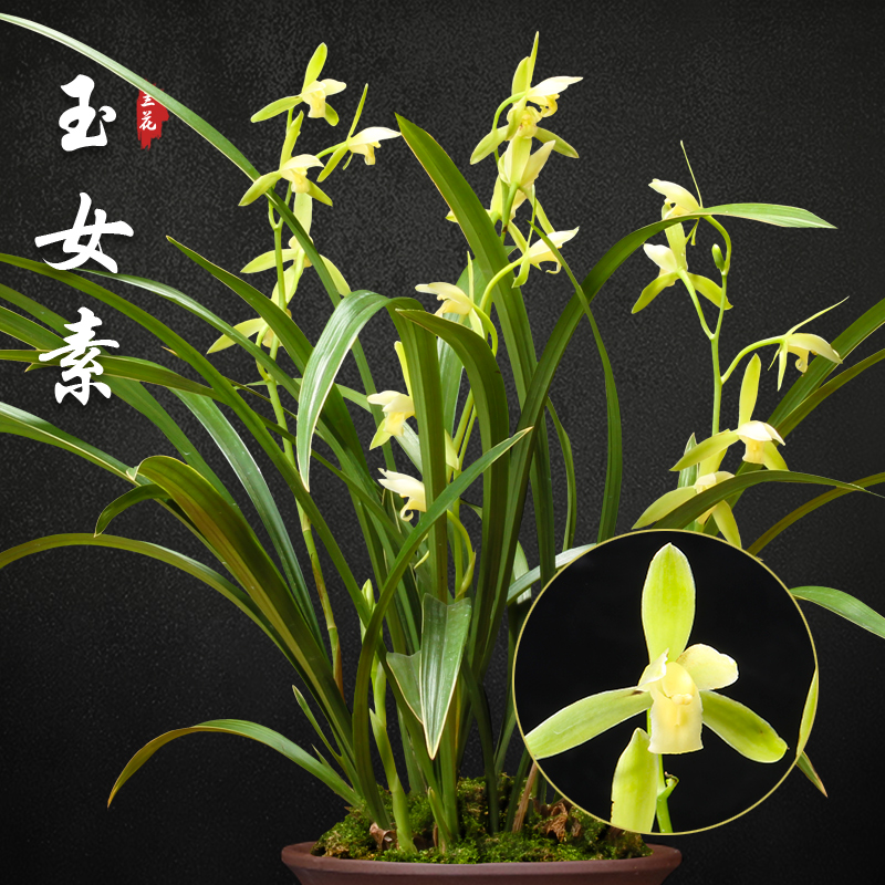 玉女素 兰花苗盆栽四季兰草名贵浓香花苞室内好养建兰花卉绿植