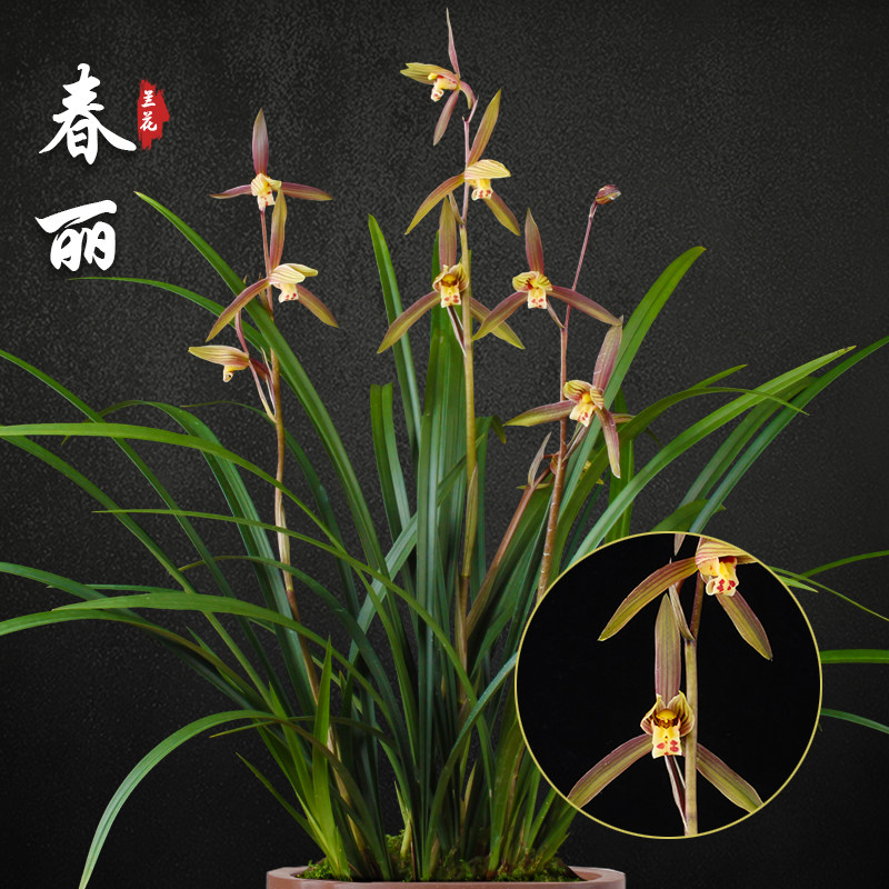 春丽 春兰兰花苗盆栽兰草名贵浓香花苞室内阳台好养花卉绿植盆栽