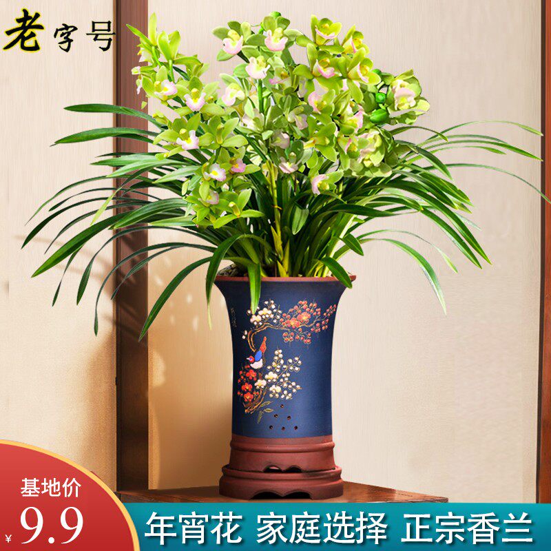 香水香兰名贵兰花室内花卉四季好养高端室内兰花苗绿植盆栽