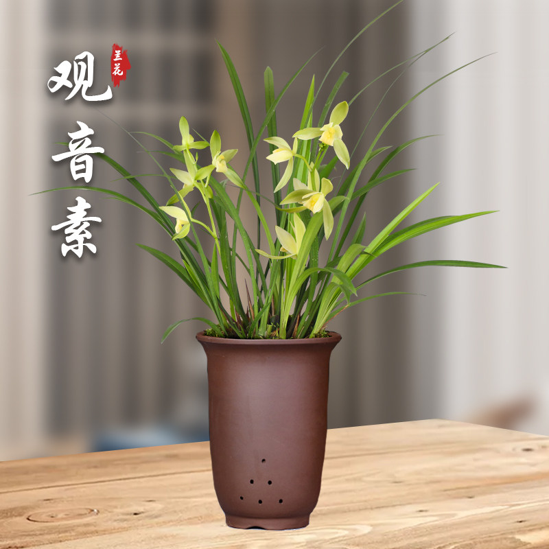 观音素 兰花苗建兰盆栽室内四季兰草名贵浓香花苞好养花卉绿植