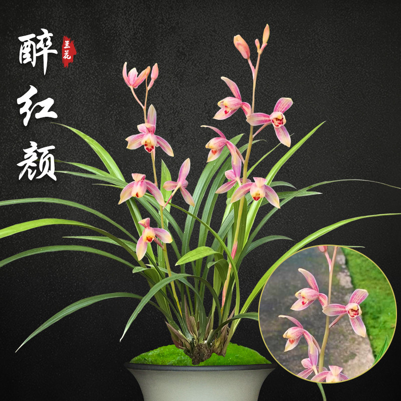 醉红颜兰花苗建兰盆栽室内阳台四季兰草名贵浓香花苞好养花卉绿植