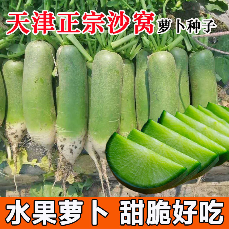 苗萌沙窝萝卜种子脆甜生吃