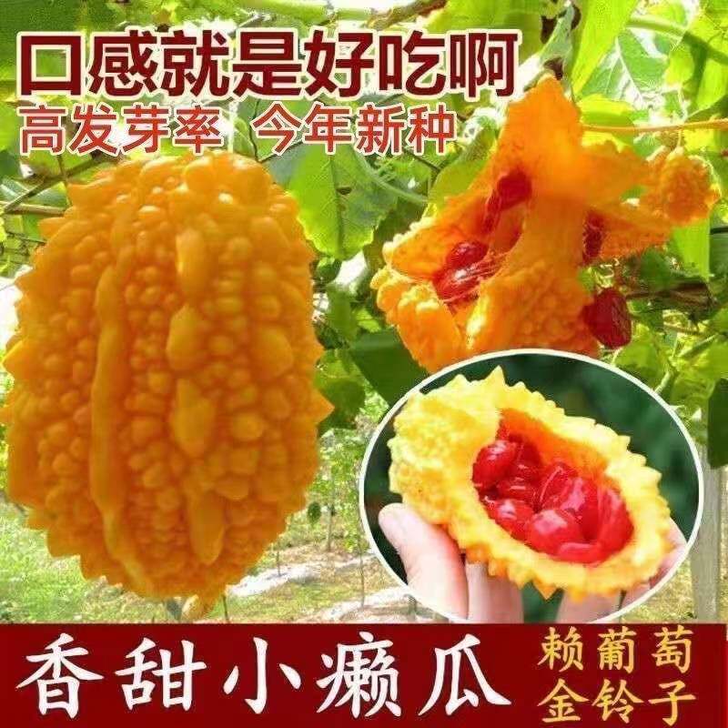 香甜小癞瓜金铃子赖葡萄水果黄金瓜四季爬藤阳台盆栽菜苦瓜