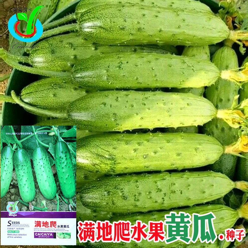 满地爬水果地黄瓜种子 农田菜园嫩脆清香水果无架爬地黄瓜蔬菜籽