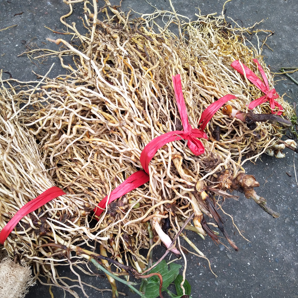 牛尾菜中药材野生牛尾结干货土春根金刚豆藤草菝葜500g牛尾蕨包邮