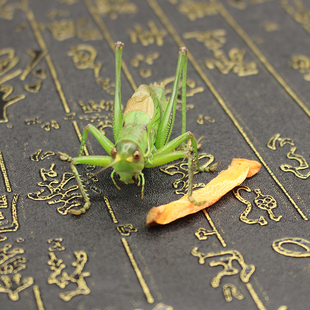 蝈蝈活鸣虫新脱活虫超大铁皮叫蝈蝈天津绿大肚翡翠平谷冬蝈蝈茶宠