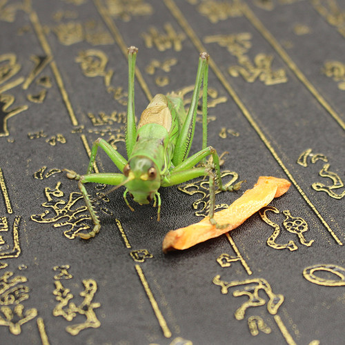 蝈蝈活鸣虫新脱活虫超大铁皮叫蝈蝈天津绿大肚翡翠平谷冬蝈蝈茶宠