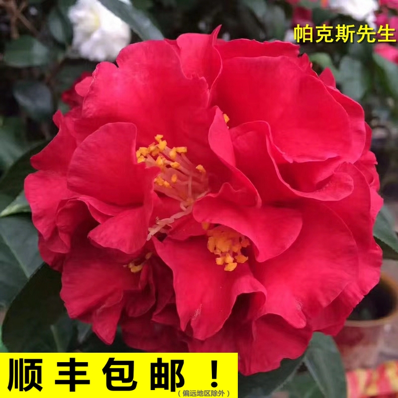 帕克斯先生山茶花大苹果巨型花牡丹型红色阳台庭院带花苞盆栽花卉