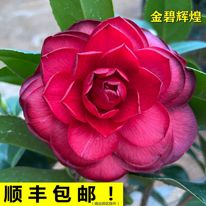 金碧辉煌稀有名贵品种黑赤丹山茶花盆栽室内外阳台花卉绿植树苗