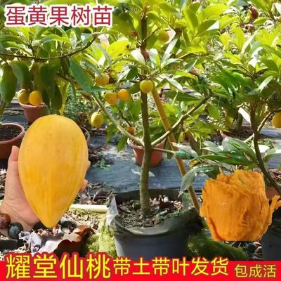 正宗蛋黄果树苗嫁接耀堂仙桃苗带果发货鸡蛋果苗四季种植当年结果