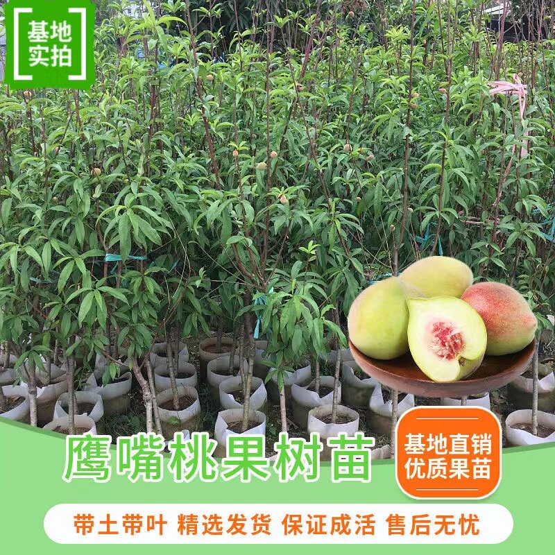 落叶南北方种植鹰嘴桃水果树苗