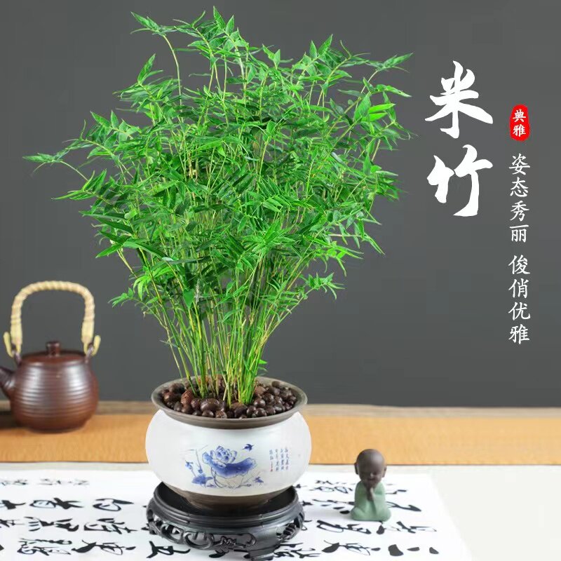 水培米竹盆栽造景小型竹子苗凤尾竹室内绿植观赏竹子庭院盆景植物