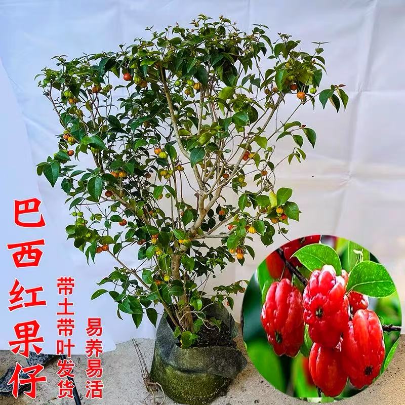 巴西红果仔果树苗灯笼水果树苗番樱桃果苗盆栽 吉祥果苗 庭院阳台