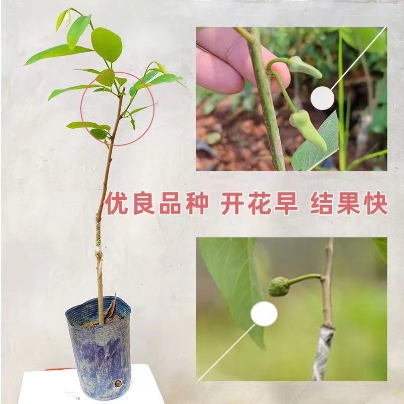 正宗凤梨释迦果树苗嫁接果苗台湾牛奶番荔枝红特大南方种植盆栽苗