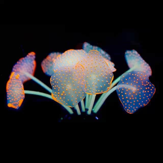 鱼缸造景荧光仿真蘑菇珊瑚水族箱海缸装饰摆件软体硅胶假珊瑚植物