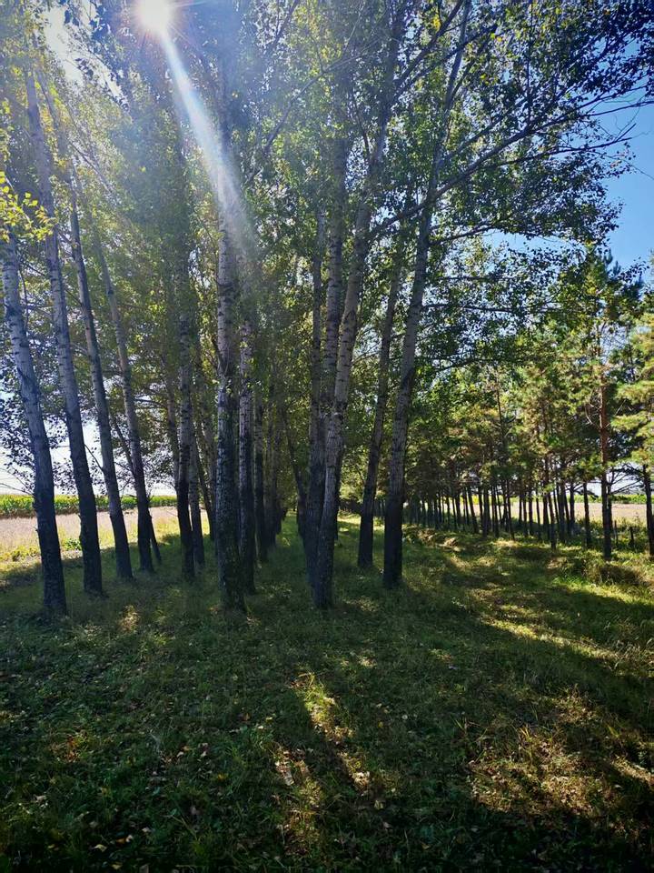 黑龙江省拜泉农村信用合作联社丰产信用社抵债林权2