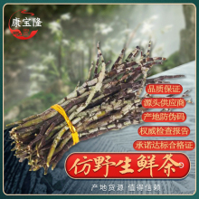 铁皮石斛鲜条雁荡山红杆软脚活梨树露天种植现采礼盒装 500g鲜条