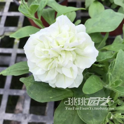 新品矮牵牛重瓣花苗藤蔓垂吊伊丽莎白冰淡紫玛丽亚苏糖系列12cm盆