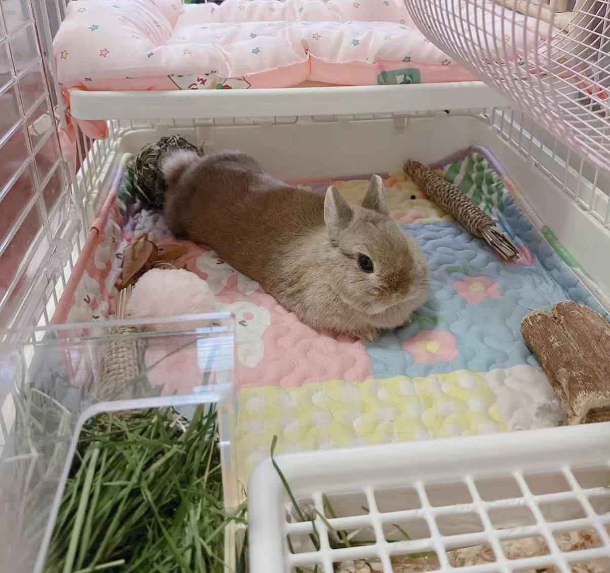 宠物狗猫笼垫睡垫窝笼脚垫板地垫平台垫毯子防滑加厚兔子围栏冬季,宠物/宠物食品及用品,猫狗垫子,淘宝优惠券,粉丝福利购,淘宝优惠卷