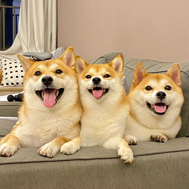 柴犬豆柴幼犬纯种日本柴犬黑色赤柴犬小型犬秋田犬幼犬宠物狗家养