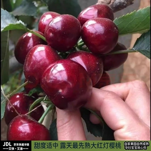 现货山西绛县史村大樱桃大红灯应季新鲜水果现摘现发精品
