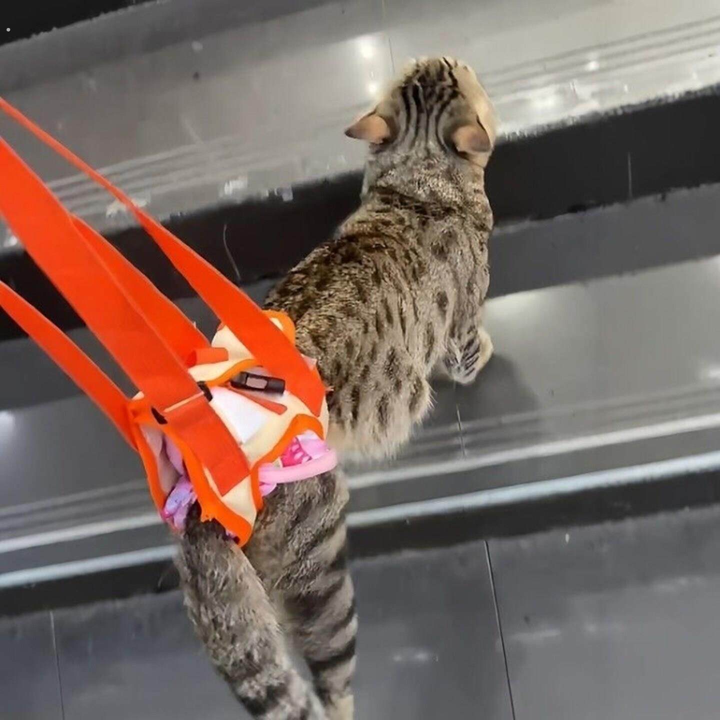 猫后腿无力辅助带高龄老年犬残疾犬宠物康复锻炼带上楼协助带遛猫