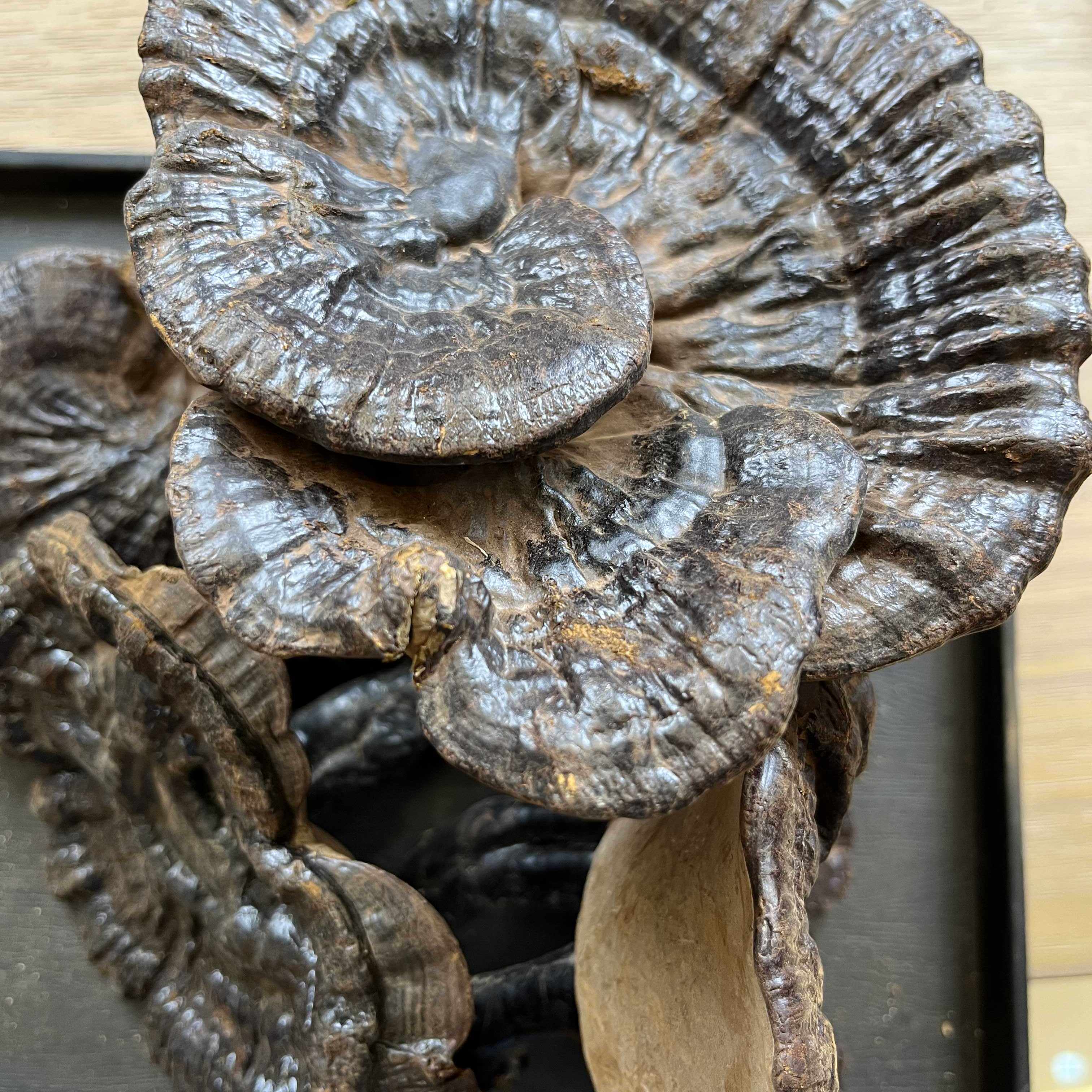 云南野生紫灵芝整枝灵芝