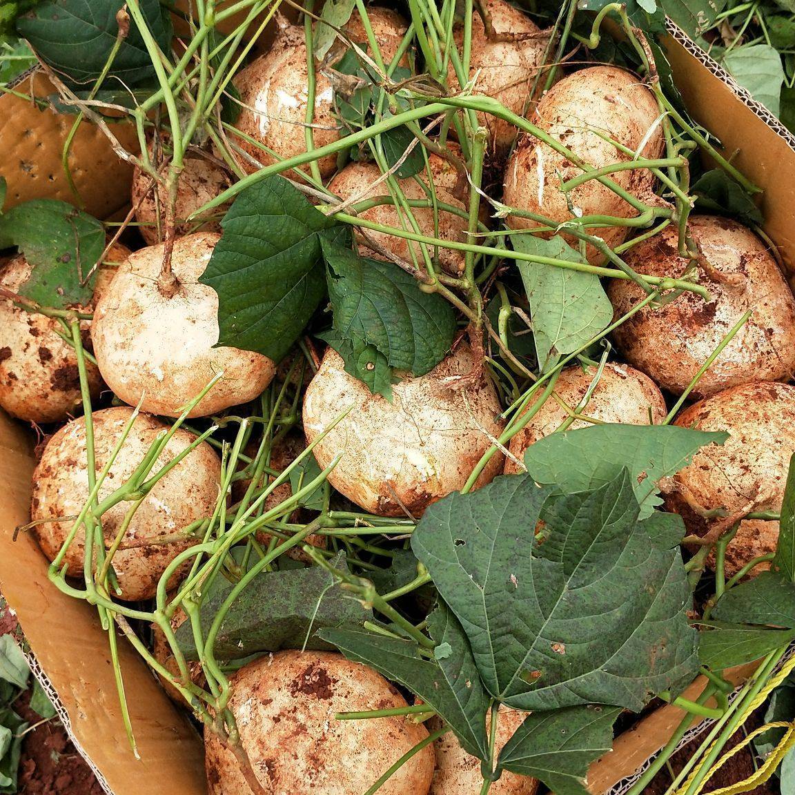 贵州现挖新鲜高山地萝卜凉薯