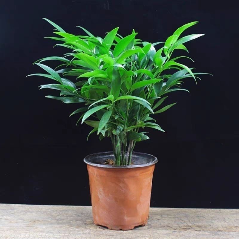 竹柏驱蚊植物室内好养四季常青办桌面绿植