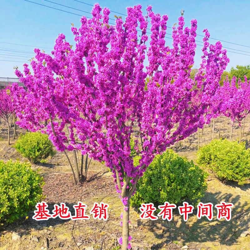 紫荆花树苗四季室外庭院开花树紫荆树苗耐寒绿化工程苗南北方种植图片