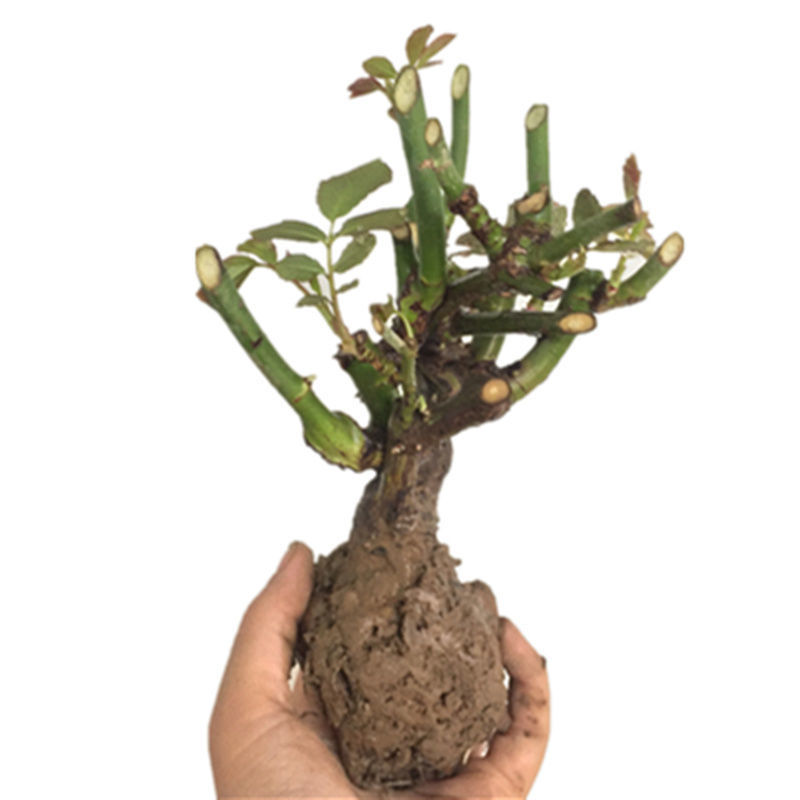 玫瑰花苗老桩玫瑰花盆栽树苗特大百变造型香皂