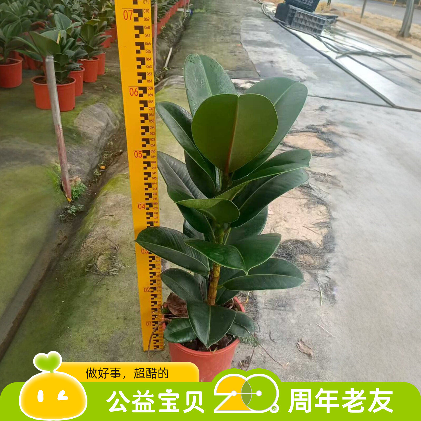 大型花叶绿色黑金刚橡皮树盆栽绿大型绿植/成品组合盆