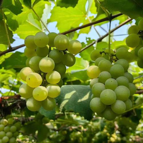 爬藤水晶葡萄树苗南方北方无核盆栽珍珠葡萄苗青葡萄青提葡萄树苖