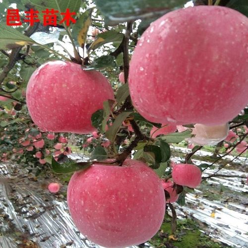 苹果苗嫁接山东烟台红富士