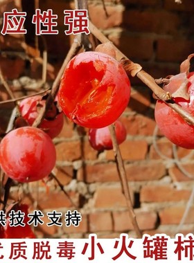 陕西临潼火晶柿子树软甜嫁接小火罐柿子树苗南北方庭院种植果树苗