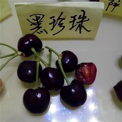 黑珍珠嫁接樱桃苗车厘子新