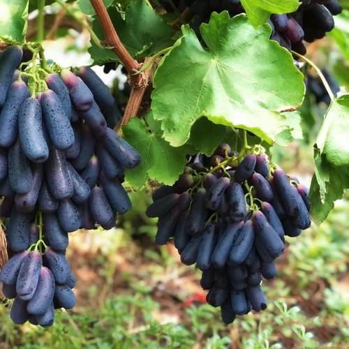 蓝宝石葡萄树苖盆栽地栽大苗爬藤果树南方北方种植果苗当年结果苗