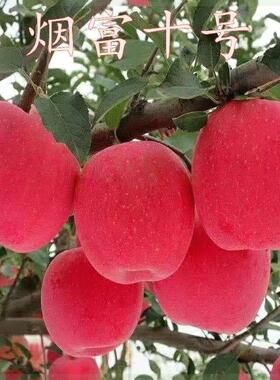 苹果苗烟富十号神富嫁接一号苹果苗烟台红富士苹果当年结果果树苗