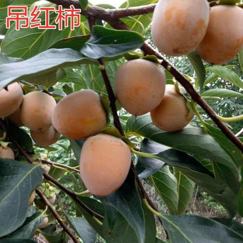 正宗吊红柿子树苗 磨盘柿子苗嫁接柿苗地栽苗 红灯笼柿苗当年结果