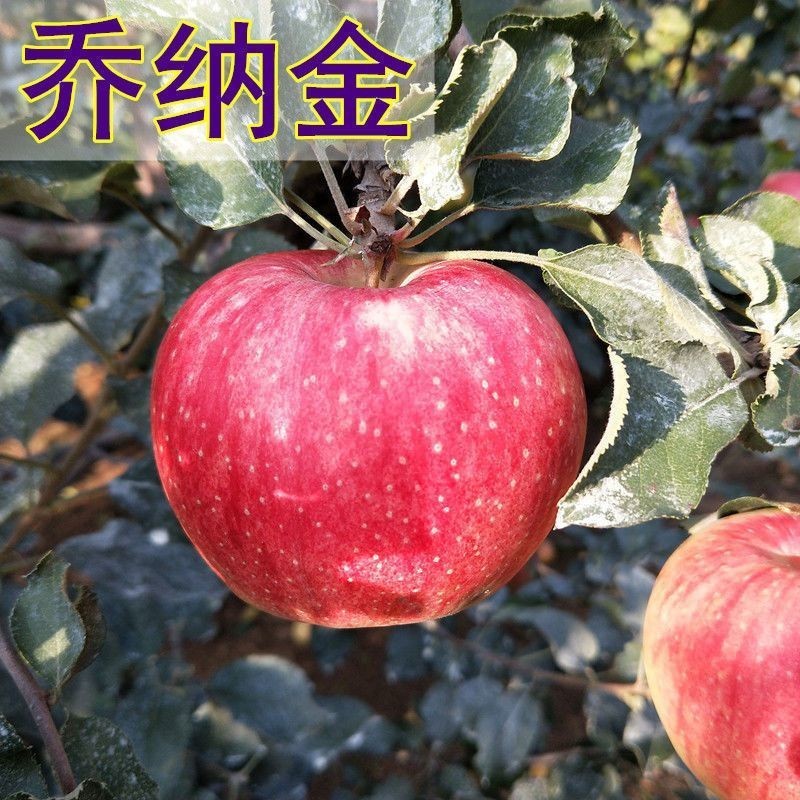乔纳金苹果树果苗盆栽特大四季南北方种植地栽苗果树当年结果