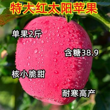 新品种红太阳苹果树苗嫁接苹果苗盆栽地栽南方北方种植果树苗